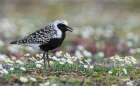 Black-bellied plover calling, at home on the arctic tundra of Alaska Art Print